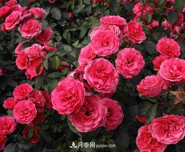 夏天管理盆栽树状月季的方法介绍(图1)