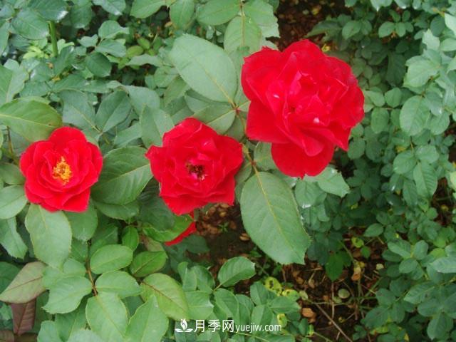 藤本月季在个性布置中很常见，它的移栽定植是什么？(图1)