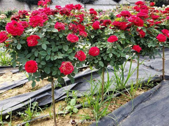 为您介绍树状月季的养植方法！(图1)