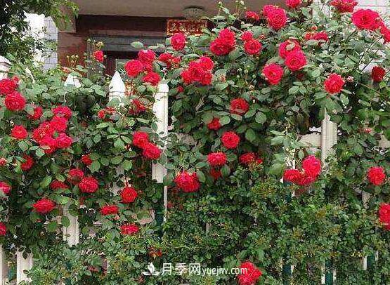藤本月季怎么养？4种养殖方法让藤本月季爬满墙(图1)
