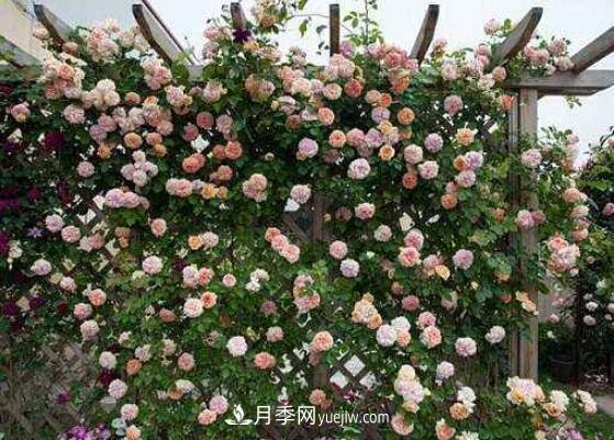 藤本月季怎么养？4种养殖方法让藤本月季爬满墙(图2)