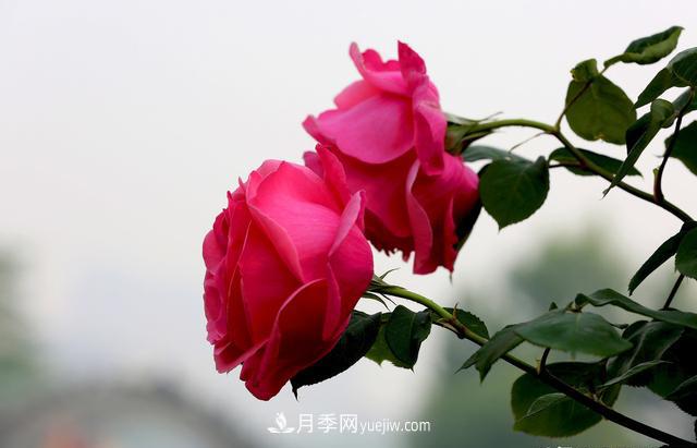 绿化工程月季的养护管理措施(图1)