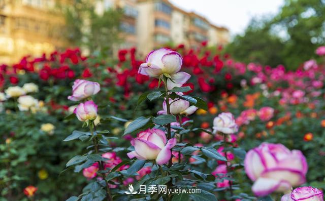 绿化工程月季的养护管理措施(图3)