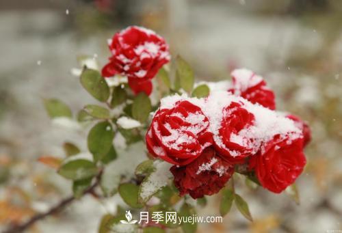 被雪中的月季花所震撼，傲然开放，芳香依旧(图2)