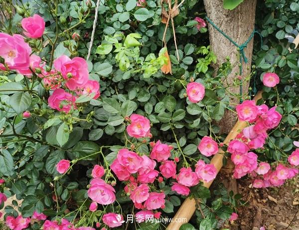 掌握好这3点，月季花才能开更多的花(图2)