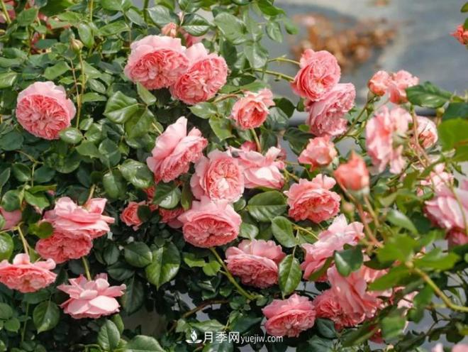 月季大苗几月份移栽好？冬天还是春天(图1)