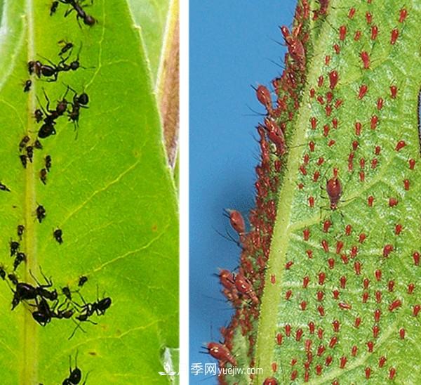 月季害怕的病虫害有什么症状，你知道吗？(图3)