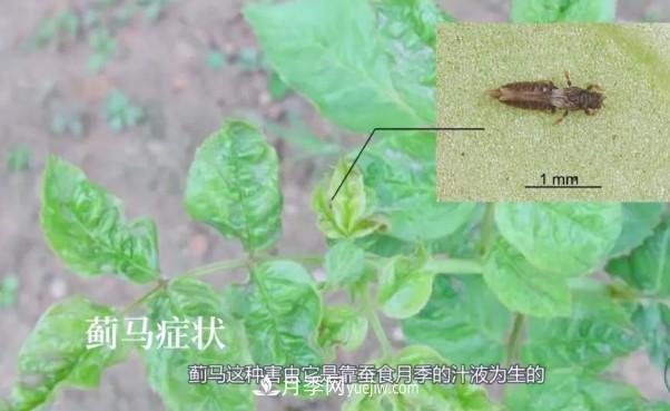 月季害怕的病虫害有什么症状，你知道吗？(图5)