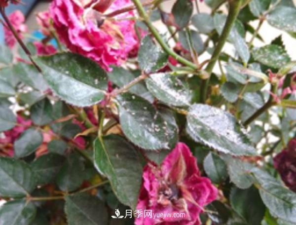 月季害怕的病虫害有什么症状，你知道吗？(图6)
