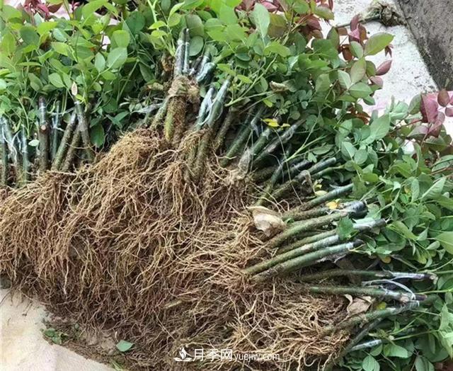 月季冬季扦插办法，扦插管理与浇水施肥(图2)