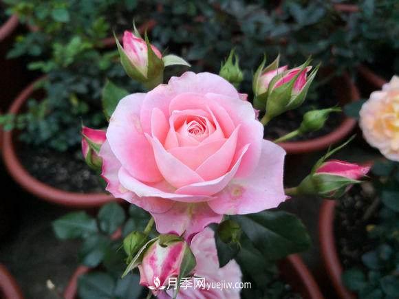 修剪月季的5个小技巧(图1)