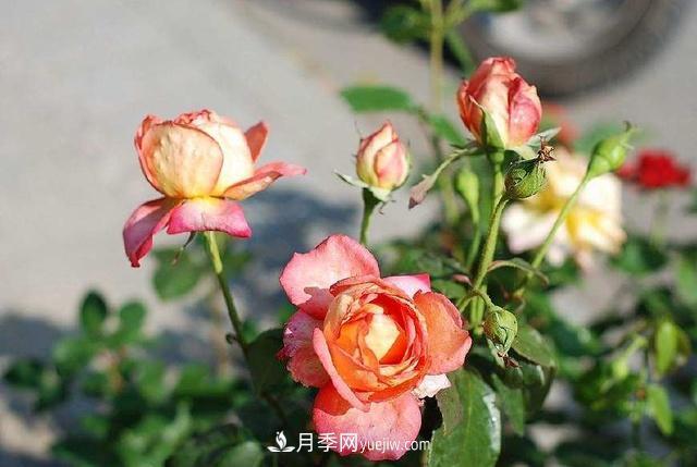 修剪月季的5个小技巧(图2)