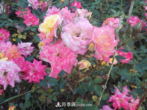 地被月季有哪些品种？红色、黄色、白色、蓝色？(图2)