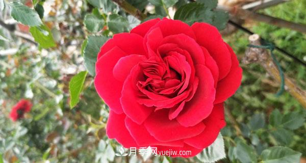 地被月季有哪些品种？红色、黄色、白色、蓝色？(图3)