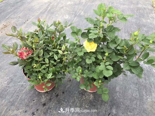 地被月季有哪些品种？红色、黄色、白色、蓝色？(图10)