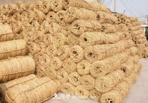 园林绿化中草绳绕树干的长度和用量怎么计算(图3) 园林绿化中草绳绕树干的长度和用量怎么计算(图3)