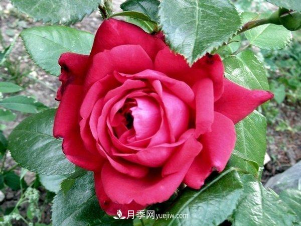 玫瑰国度,来自法国戴尔巴德的华丽浪漫月季(图1) 玫瑰国度,来自法国戴尔巴德的华丽浪漫月季(图1)