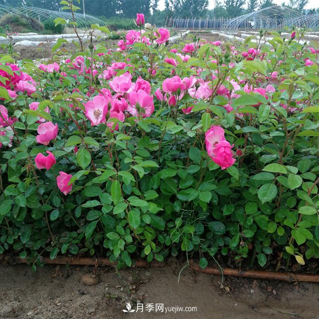 月季牙签苗的培养及其注意事项(图1)