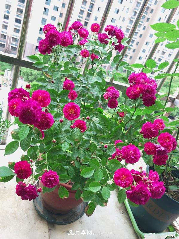 甜蜜马车月季，花朵又美又香，四季持续开花，值得拥有(图4)