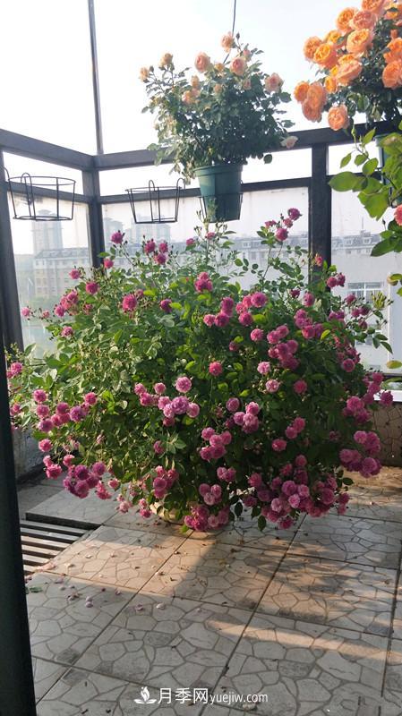 甜蜜马车月季，花朵又美又香，四季持续开花，值得拥有(图3)