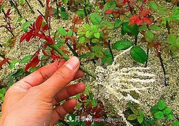 叶插和扦插的区别,月季扦插,多肉叶插(图1) 叶插和扦插的区别,月季扦插,多肉叶插(图1)