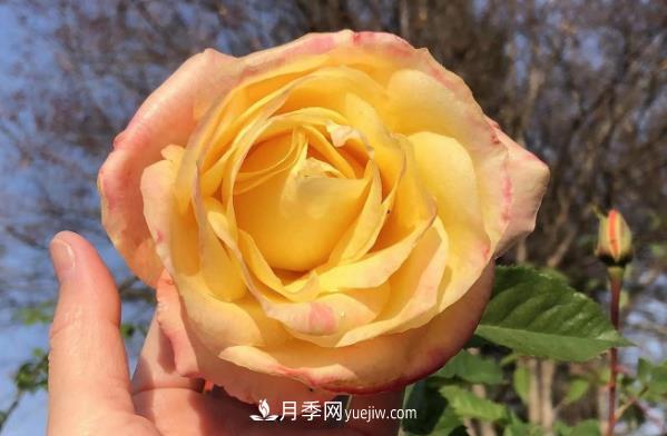 痴迷花花草草,月季让我爱不释手(图1) 痴迷花花草草,月季让我爱不释手(图1)