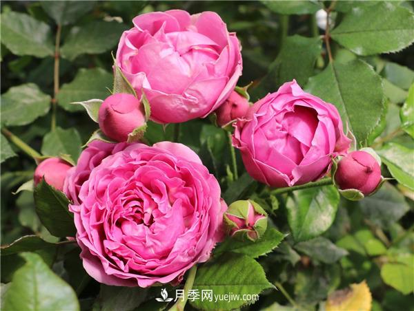 切花月季的栽培管理要点有哪些？(图1)