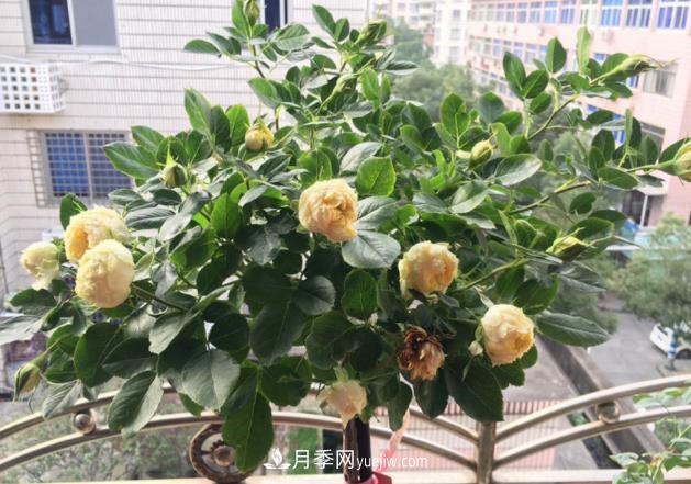 棒棒糖月季树你见过没,“口味”众多,颜值高得过分(图2) 棒棒糖月季树你见过没,“口味”众多,颜值高得过分(图2)