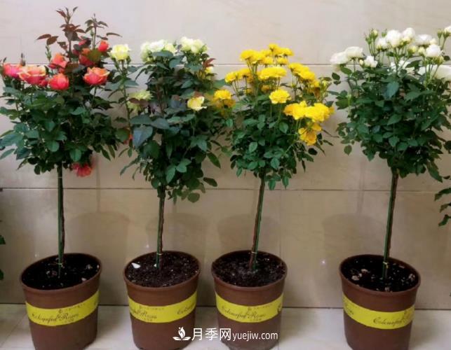 棒棒糖月季树你见过没,“口味”众多,颜值高得过分(图1) 棒棒糖月季树你见过没,“口味”众多,颜值高得过分(图1)