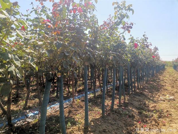 树状月季用什么树做树桩(图1) 树状月季用什么树做树桩(图1)