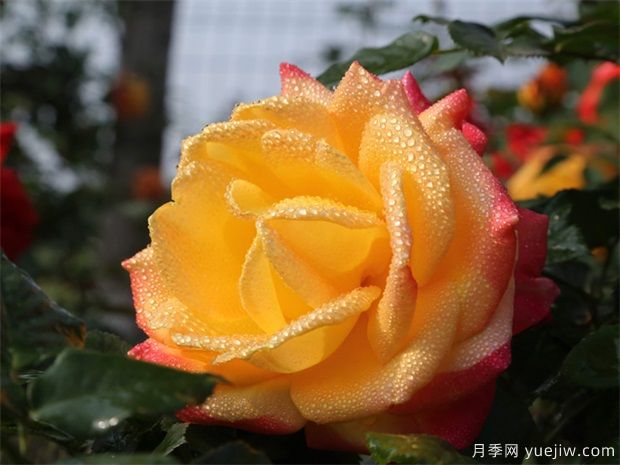 大花月季如何修剪呢?一起来看看吧(图1) 大花月季如何修剪呢?一起来看看吧(图1)