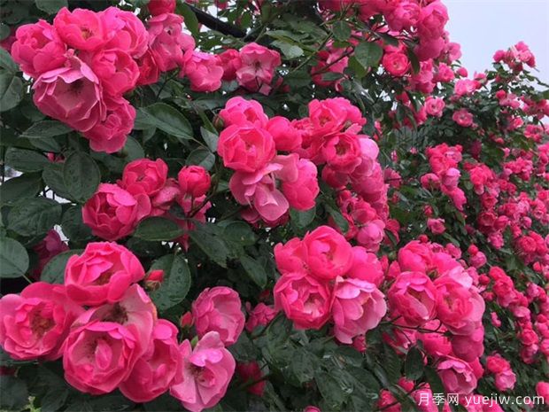 月季接穗一般该怎样做呢,来看这3个步骤(图1) 月季接穗一般该怎样做呢,来看这3个步骤(图1)