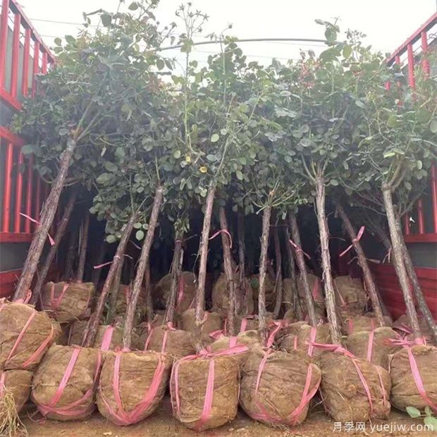 新嫁接月季树夏天变得衰弱如何处理(图1) 新嫁接月季树夏天变得衰弱如何处理(图1)