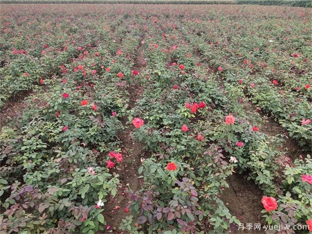 园林绿化中草坪的品种种类和建植应用(图1) 园林绿化中草坪的品种种类和建植应用(图1)