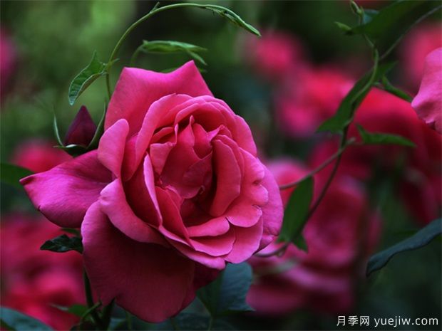 月季种植成活后的管理技术(图1) 月季种植成活后的管理技术(图1)