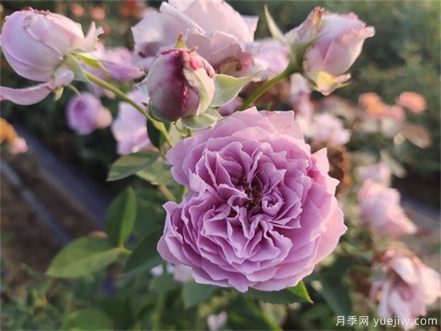 推荐30个在夏季开花优秀的月季品种(图4) 推荐30个在夏季开花优秀的月季品种(图4)