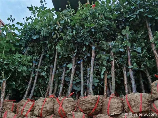 月季树取苗土球该多大合适呢?园林绿化施工挖树穴也有大讲究(图1) 月季树取苗土球该多大合适呢?园林绿化施工挖树穴也有大讲究(图1)