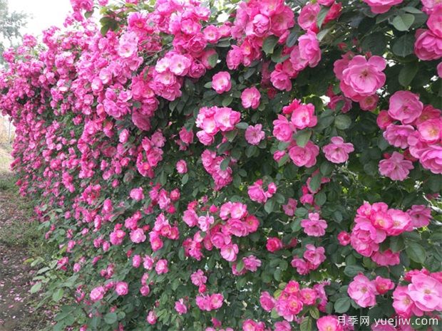 蔷薇的介绍，花语寓意和养殖方法(图1)