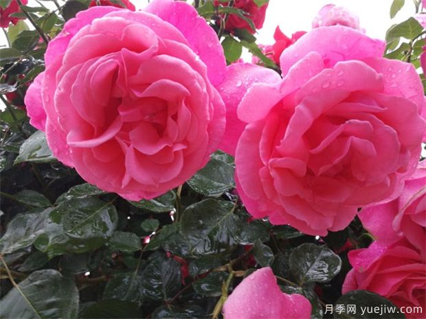 推荐花香花大的大花月季十大品种(图2) 推荐花香花大的大花月季十大品种(图2)