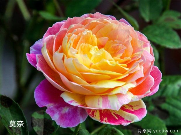 推荐花香花大的大花月季十大品种(图4) 推荐花香花大的大花月季十大品种(图4)