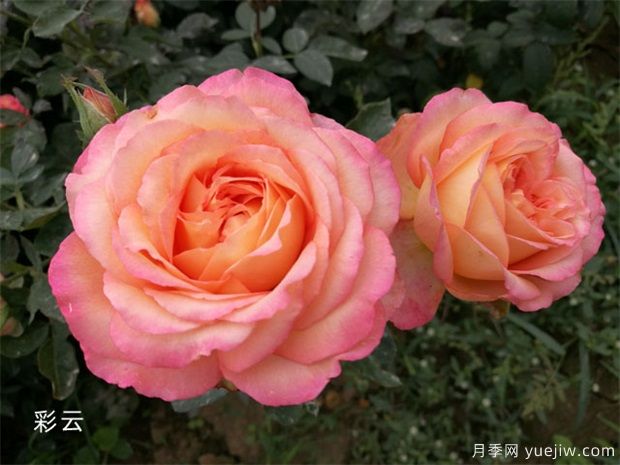 推荐花香花大的大花月季十大品种(图6) 推荐花香花大的大花月季十大品种(图6)