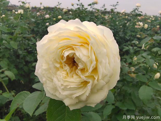 芽变金奖章月季(图1)