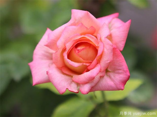 33朵玫瑰有哪些含义(图1) 33朵玫瑰有哪些含义(图1)