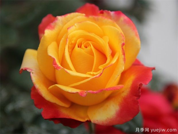 黄玫瑰花有什么含义(图1)