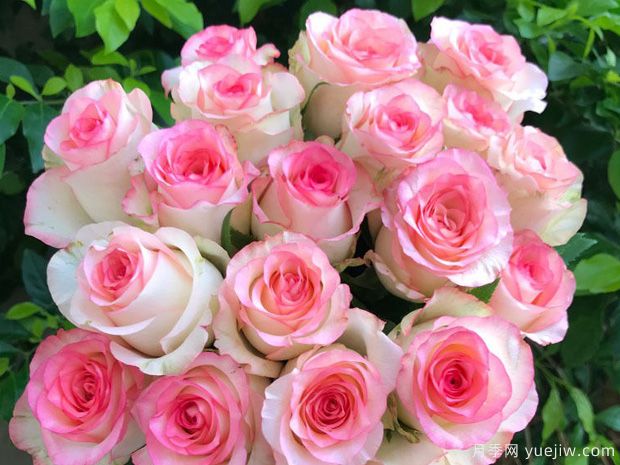 彩色玫瑰有什么含义(图1)