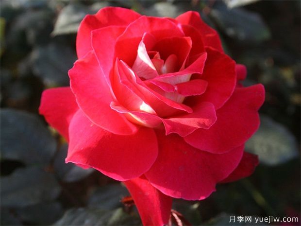 女朋友从外地回来送哪些花(图1)