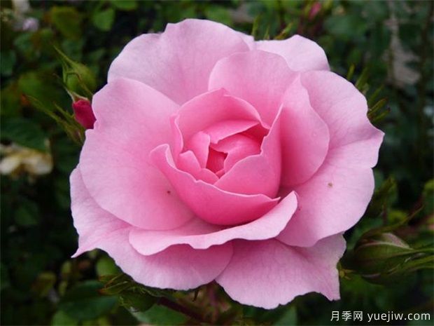 刚认识的女孩送哪种花(图1)