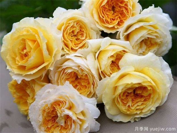 适合送给前男友的花有哪些品种(图1) 适合送给前男友的花有哪些品种(图1)