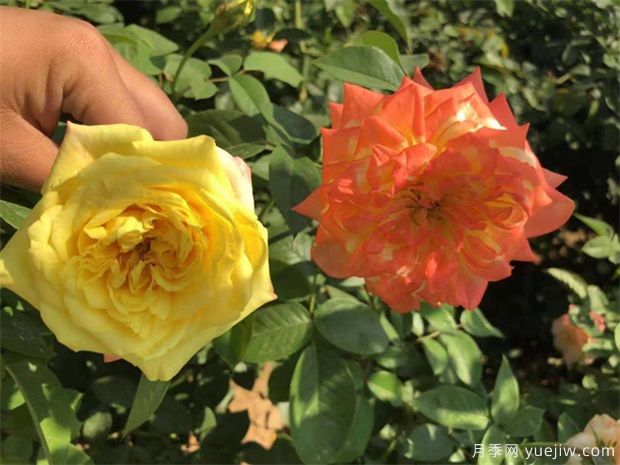 12朵玫瑰有什么含义(图1) 12朵玫瑰有什么含义(图1)