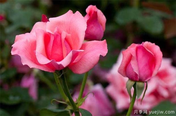 盆栽月季为什么花朵越开越小?影响月季开花主要因素(图1) 盆栽月季为什么花朵越开越小?影响月季开花主要因素(图1)